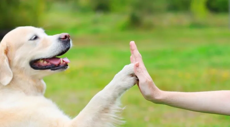 Köpek Oteli